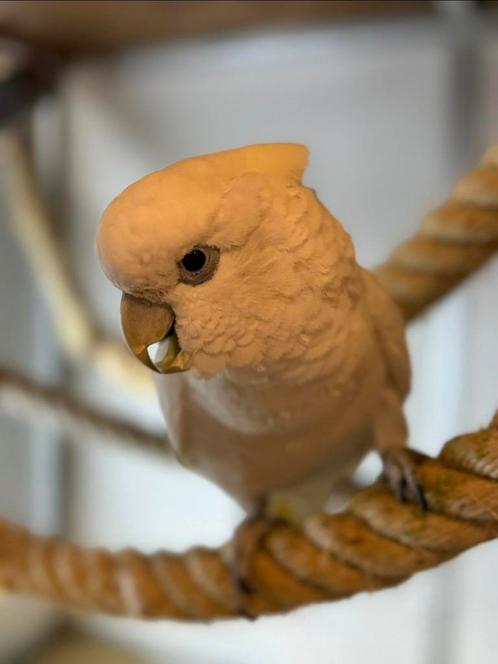 Rose- en Ducorps kaketoe zoeken 4ever home inclusief kooi, Dieren en Toebehoren, Vogels | Parkieten en Papegaaien, Papegaai, Mannelijk