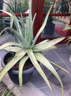Mooie grote en gezonde aloe vera ca 85 hoog en 110br met pot, Ophalen, Vetplant, Halfschaduw, In pot