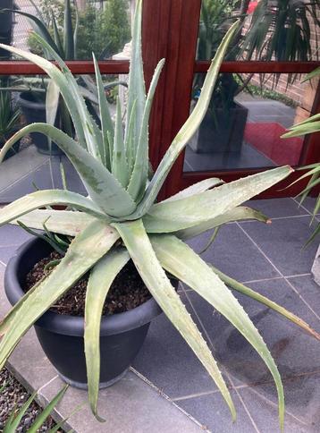 Mooie grote en gezonde aloe vera ca 85 hoog en 110br met pot beschikbaar voor biedingen