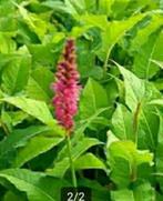 Duizendknoop vaste plant persicaria, Tuin en Terras, Bodembedekkers, Vaste plant, Ophalen of Verzenden, Halfschaduw