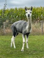 Grijze alpaca merrie alpacas alpaca’s, September, Vrouwelijk
