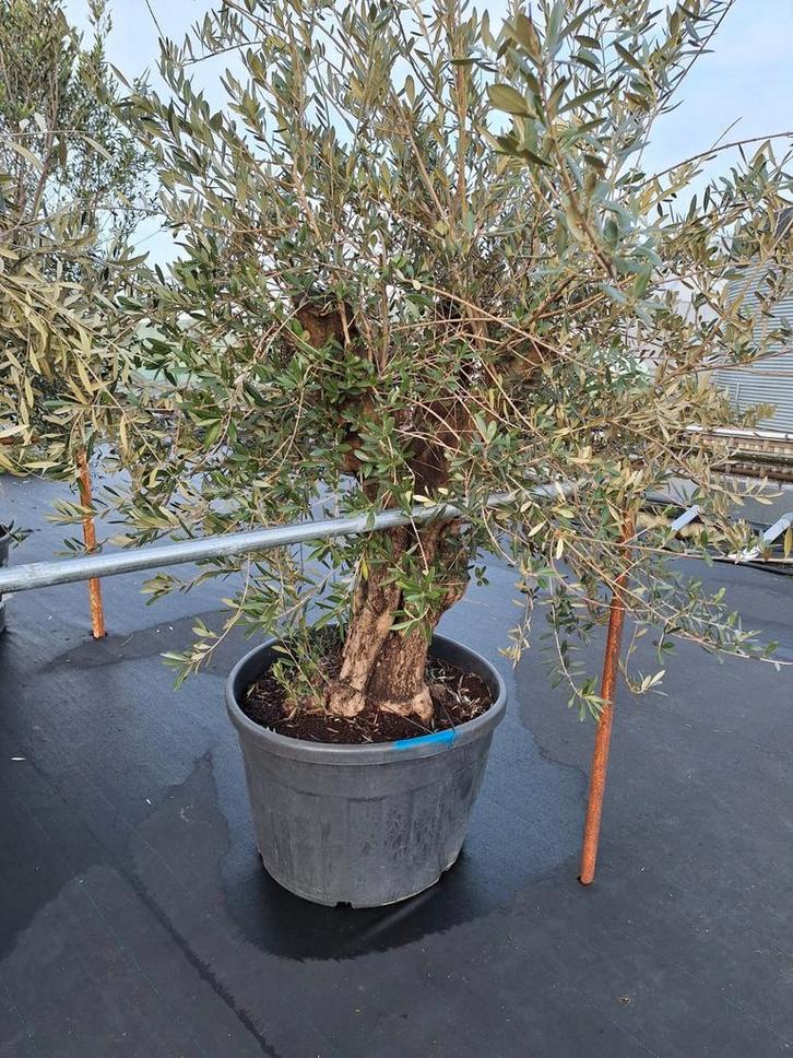 Mooie olijfbomen (o.a. met grillige stam) te koop!, Tuin en Terras, Planten | Bomen, Olijfboom, 100 tot 250 cm, Volle zon, Ophalen of Verzenden