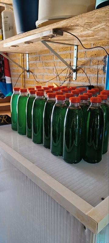 Fytoplankton 3 soorten vers op de fles! beschikbaar voor biedingen