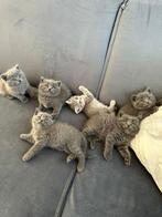 Britse Korthaar Kittens te Koop!, Dieren en Toebehoren, Katten en Kittens | Raskatten | Korthaar