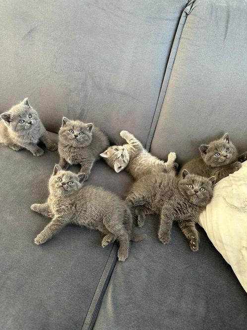Britse Korthaar Kittens te Koop!, Dieren en Toebehoren, Katten en Kittens | Raskatten | Korthaar