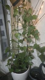 Drakenklimop, Ophalen of Verzenden