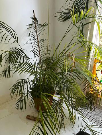 Grote goudpalm (2)areca beschikbaar voor biedingen