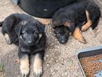 Langstokharige Duitse Herder puppies, Rabiës (hondsdolheid), 8 tot 15 weken, Meerdere, Meerdere dieren