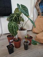 Sad Anthurium pakket, Ophalen of Verzenden, Overige soorten, Halfschaduw, Minder dan 100 cm