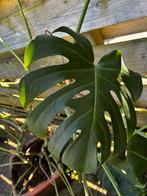 Mooie grote monstera plant, Huis en Inrichting, Groene kamerplant, Ophalen, Overige soorten, 100 tot 150 cm