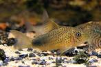 Corydora similis, Dieren en Toebehoren, Vissen | Aquariumvissen, Vis, Zoetwatervis, Schoolvis