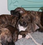 Pitbull / Amstaff puppy, Dieren en Toebehoren, Honden | Niet-rashonden, Reu, 8 tot 15 weken, CDV (hondenziekte), Eén hond