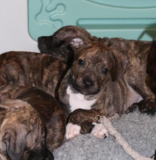 Amerikaanse Stafford x Pitbull puppy reu – geboren 12 mei, Dieren en Toebehoren, Honden | Niet-rashonden, Middel, Reu, Particulier
