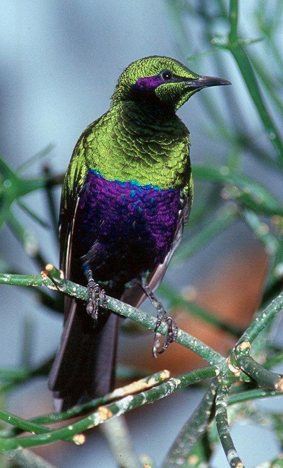 Emeraldspreeuwen beschikbaar., Dieren en Toebehoren, Vogels | Overige Vogels, Tropenvogel, Meerdere dieren