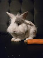 Lief konijn, Mannelijk