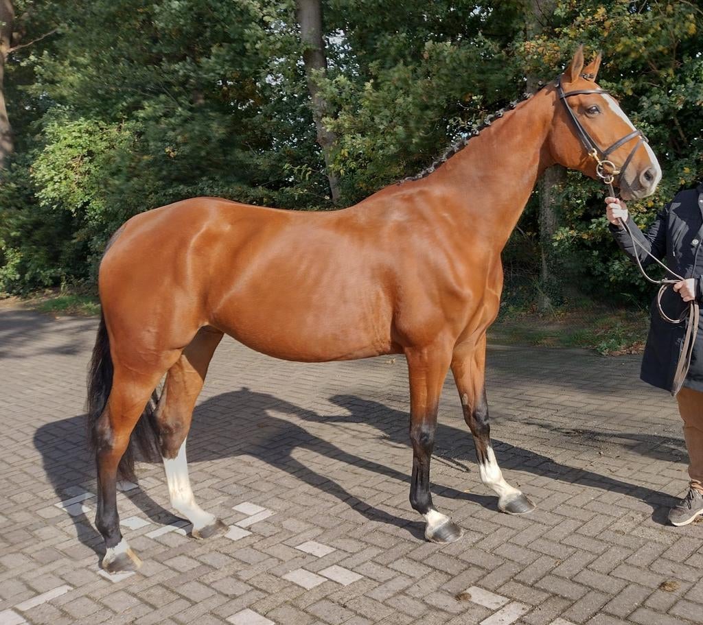 Drachtige merrie, Merrie, Springpaard, 3 tot 6 jaar, 165 tot 170 cm