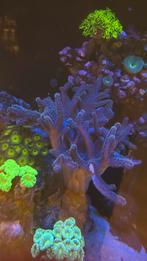 Paars leder koraal stek of in geheel te koop!, Dieren en Toebehoren, Vissen | Aquariumvissen, Overige typen