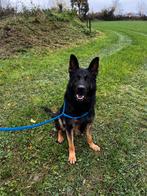 Duitse herder, Dieren en Toebehoren, 6 jaar of ouder, Parvo, Reu, Eén hond