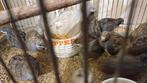 Dwerg Kwartels., Dieren en Toebehoren, Geslacht onbekend