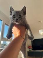 Britsekorthaar mix, Dieren en Toebehoren, Katten en Kittens | Dekkaters, 0 tot 2 jaar