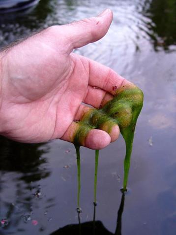 eind aan draadalg No Green is de oplossing! beschikbaar voor biedingen