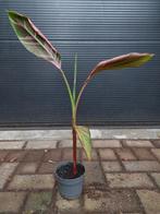 Musa Nono 'Pink Variegated' - Bonte Roze Banaan (Exclusief!), Vaste plant, Bloeit niet, Halfschaduw, Ophalen