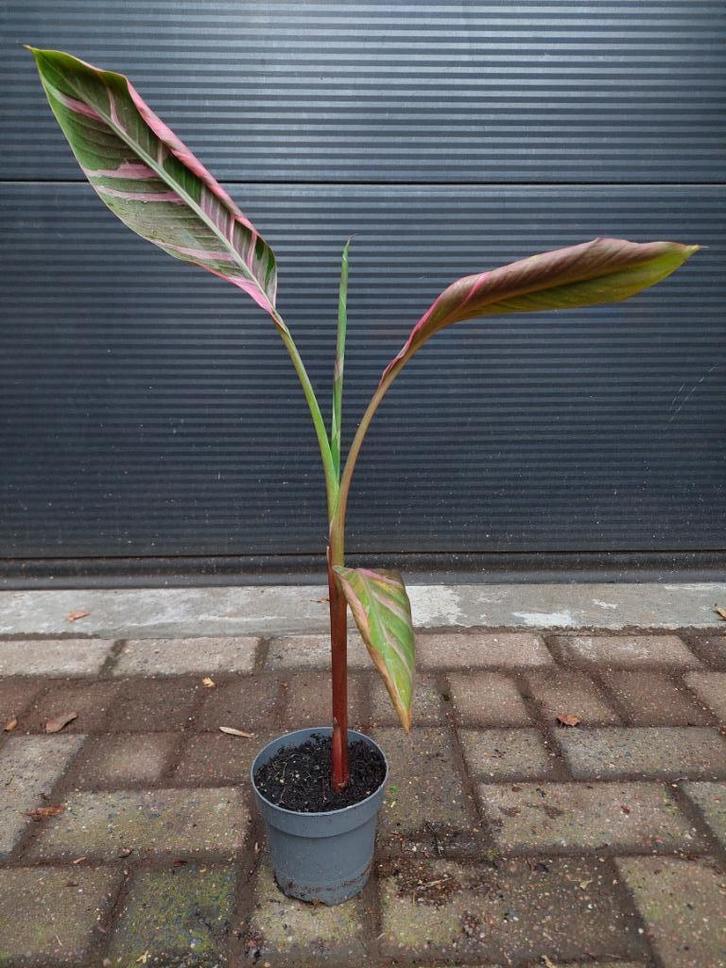 Musa Nono 'Pink Variegated' - Bonte Roze Banaan (Exclusief!), Tuin en Terras, Planten | Tuinplanten, Vaste plant, Overige soorten