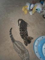 Bengaalse kitten mannetje, Poes, Ontwormd