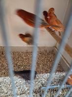 Rood isabel en agaat poppen, Dieren en Toebehoren, Vogels | Kanaries, Vrouwelijk, Kleurkanarie