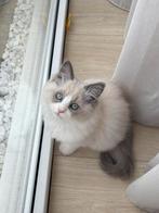 Ragdoll kitten zoekt liefdevol nieuw thuis, Dieren en Toebehoren, Katten en Kittens | Overige Katten, Poes