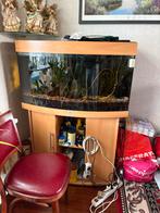 Juwel aquarium, Ophalen of Verzenden, Gevuld zoetwateraquarium