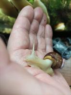 Achinata slakken Gratis, niet bedoeld als voer !, Dieren en Toebehoren, Overige Dieren, Meerdere dieren