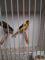 Mooi koppeltje larquet kanaries, Dieren en Toebehoren, Meerdere dieren, Kleurkanarie