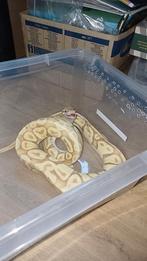 Slangen, Dieren en Toebehoren, Reptielen en Amfibieën, Slang, Met terrarium, 3 tot 6 jaar