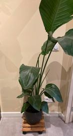 Kamer plant met potje, Ophalen, Halfschaduw, In pot, Minder dan 100 cm