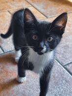 Kittens, Dieren en Toebehoren, Katten en Kittens | Overige Katten