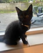 Kitten, Poes, Ontwormd, 0 tot 2 jaar