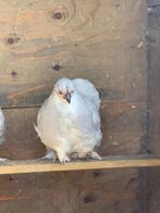 Cochin kip, Dieren en Toebehoren, Pluimvee, Vrouwelijk, Kip