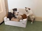 Superlieve kittens kruising Ragdoll/Noorse Boskat, Dieren en Toebehoren, Katten en Kittens | Raskatten | Langhaar, Meerdere dieren