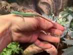 Smaragd Langstaarthagedis | Takydromus Smaragdinus, Dieren en Toebehoren, Reptielen en Amfibieën