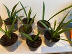 TE KOOP.  ZES PLANTJES VAN SANSEVIERIA FERNWOOD., Ophalen of Verzenden, Volle zon, Minder dan 100 cm