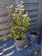 3x planten met stenen pot, Overige soorten, Lente, Minder dan 100 cm, Ophalen