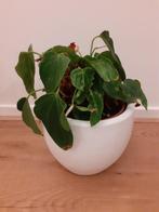 Gratis* flamingoplant / Anthurium kamerplant exclusief pot, Huis en Inrichting, Kamerplanten, Ophalen, Overige soorten, Halfschaduw