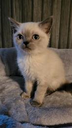 100% Britsekorthaar kittens Mogen al na nieuw huisje, Meerdere dieren, Ontwormd, 0 tot 2 jaar