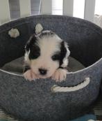 Bordercollie / paar % Friese Stabij pup reu, Reu, CDV (hondenziekte), 8 tot 15 weken, Collie