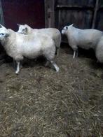 rammen, Mannelijk, Schaap, 0 tot 2 jaar