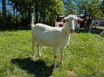 2,5 jarige witte stamboek geit, Dieren en Toebehoren, Vrouwelijk, Geit, 0 tot 2 jaar