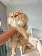 Zoon van een Kampioen, de Belichaming van Gouden Schoonheid, Kater, Met stamboom, 0 tot 2 jaar