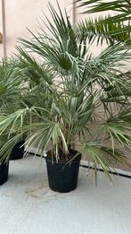 Chamaerops humilis palmboom 60/80 cm planthoogte, Halfschaduw, Zomer, Ophalen of Verzenden, Overige soorten