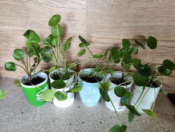 Pannenkoekenplantjes - Pilea peperomioides beschikbaar voor biedingen